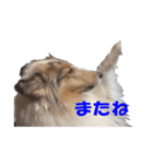 コリーのおーちゃん ご挨拶編（個別スタンプ：6）