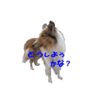 コリーのおーちゃん ご挨拶編（個別スタンプ：16）