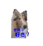 コリーのおーちゃん ご挨拶編（個別スタンプ：19）