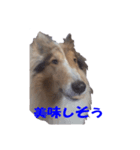 コリーのおーちゃん ご挨拶編（個別スタンプ：21）