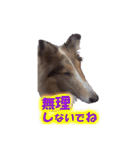 コリーのおーちゃん ご挨拶編（個別スタンプ：30）