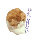 ねこスタ（おれみみ）（個別スタンプ：2）