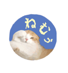 ねこスタ（おれみみ）（個別スタンプ：3）