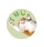 ねこスタ（おれみみ）（個別スタンプ：4）