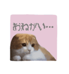 ねこスタ（おれみみ）（個別スタンプ：5）