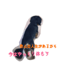 コロとコハル 激励の叫び（個別スタンプ：12）