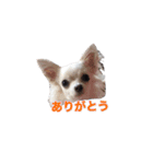日常で使えるチワワのスタンプ（個別スタンプ：16）