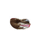 犬ちゃんズ（個別スタンプ：1）