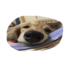 犬ちゃんズ（個別スタンプ：8）