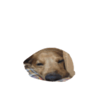 犬ちゃんズ（個別スタンプ：11）