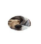 犬ちゃんズ（個別スタンプ：12）
