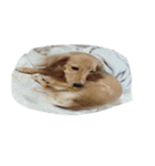 犬ちゃんズ（個別スタンプ：13）