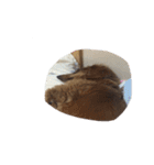 犬ちゃんズ（個別スタンプ：19）