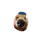 犬ちゃんズ（個別スタンプ：21）
