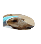 犬ちゃんズ（個別スタンプ：22）