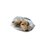 犬ちゃんズ（個別スタンプ：23）