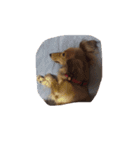 犬ちゃんズ（個別スタンプ：27）