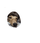 犬ちゃんズ（個別スタンプ：31）