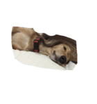 犬ちゃんズ（個別スタンプ：33）