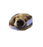 犬ちゃんズ（個別スタンプ：34）