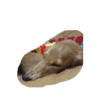 犬ちゃんズ（個別スタンプ：35）