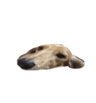 犬ちゃんズ（個別スタンプ：37）