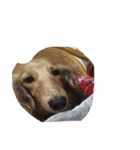 犬ちゃんズ（個別スタンプ：40）