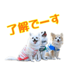 ちわわーーーん4（個別スタンプ：2）