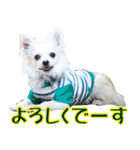 ちわわーーーん4（個別スタンプ：3）