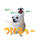 ちわわーーーん4（個別スタンプ：8）