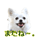 ちわわーーーん4（個別スタンプ：14）