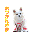 ちわわーーーん4（個別スタンプ：15）