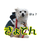 ちわわーーーん4（個別スタンプ：18）