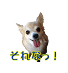 ちわわーーーん4（個別スタンプ：21）