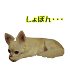 ちわわーーーん4（個別スタンプ：22）