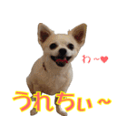 ちわわーーーん4（個別スタンプ：24）