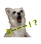 ちわわーーーん4（個別スタンプ：25）
