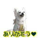 ちわわーーーん4（個別スタンプ：26）