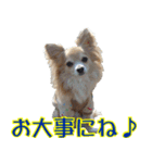 ちわわーーーん4（個別スタンプ：27）