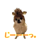 ちわわーーーん4（個別スタンプ：30）