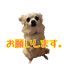 ちわわーーーん4（個別スタンプ：31）
