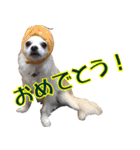 ちわわーーーん4（個別スタンプ：33）