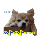ちわわーーーん4（個別スタンプ：34）