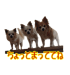 ちわわーーーん4（個別スタンプ：37）