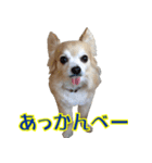 ちわわーーーん4（個別スタンプ：39）