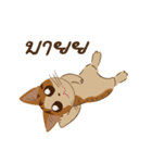 Bualoy Cat（個別スタンプ：5）
