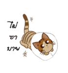 Bualoy Cat（個別スタンプ：6）