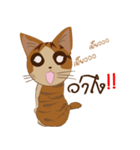 Bualoy Cat（個別スタンプ：8）