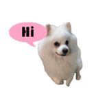 ShiroDog（個別スタンプ：1）