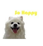 ShiroDog（個別スタンプ：3）